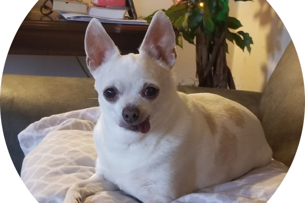 cute little white chihuahua