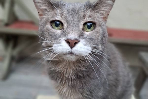 Gray Feral Cat- Sommers Family