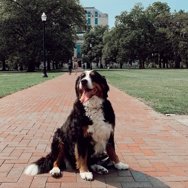 Handsome dog posing out in front of the Ohio State University Library