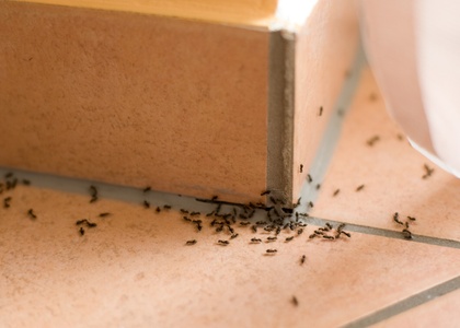 Citromhéjjal és ecettel is védekezhetsz az otthonodat ellepő hangyák ellen
