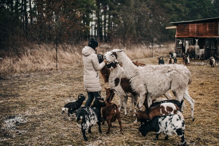 A társas lény - farmok, ahol alpakát, struccot vagy kecskét tarthatsz