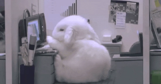 bunny_falling_asleep_at_computer
