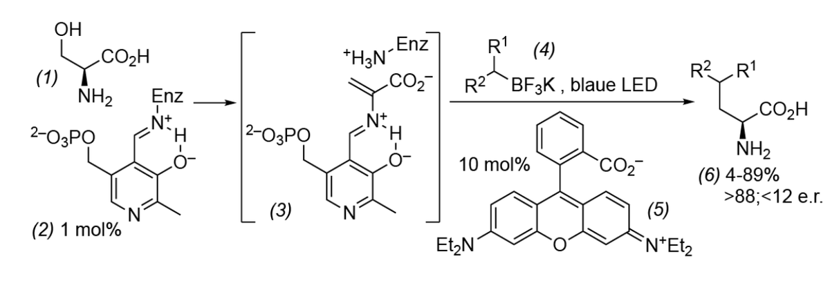 Unnatürliche Aminosäuren mit Licht und Pyridoxalphosphat GDCh.app