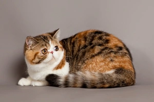 Exotická kočka - krátkosrstá perská
