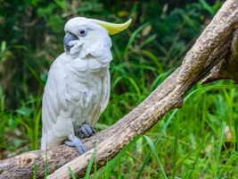 Kakadu žlutočečelatý guinejský