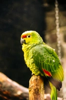 Amazoňan ekvádorský