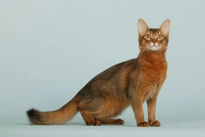 Somálská kočka