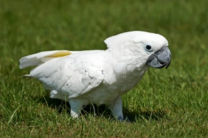 Kakadu bílý