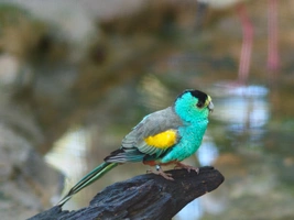 Papoušek žlutoramenný