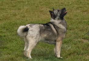 Norsk Buhund