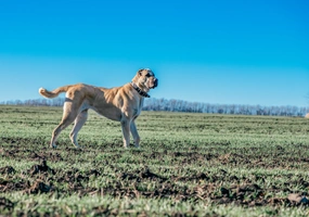 Turkish Kangal