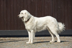 Pyrenejský horský pes