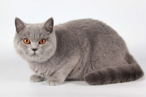 Britská krátkosrstá kočka