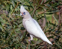 Kakadu naholící