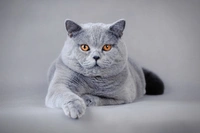 British Shorthair Cats