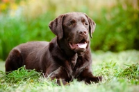 Labrador Retrievers