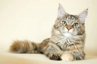 Maine Coon