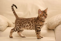 Bengal Cats