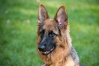 German Shepherds