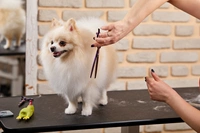 Dog Grooming Accessories