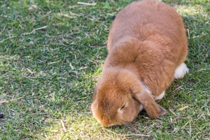 Cashmere Lop