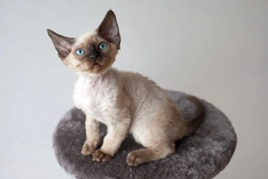 Devon Rex