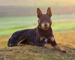 Australian Kelpie