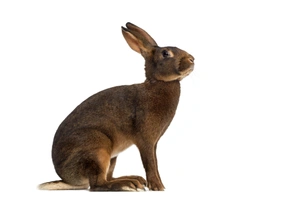 Belgian Hares