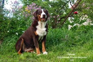 Appenzeller Sennenhond