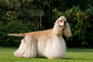 American Cocker Spaniel