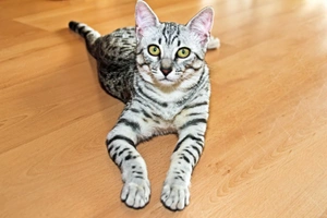 Egyptian Mau