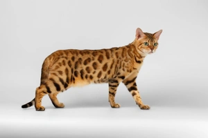 Bengal