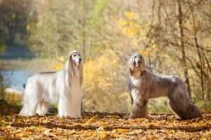 Afghan Hound