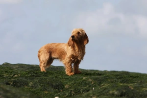 Basset Fauve De Bretagne