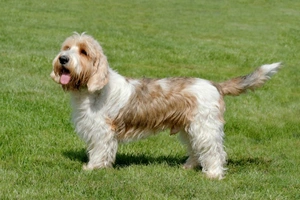 Basset Griffon Vendeen