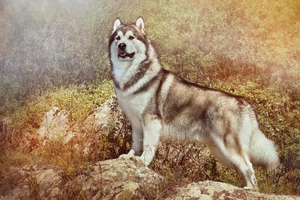 Alaska Malamute