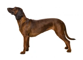 Bavarian Mountain Hound