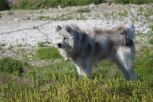 American Eskimo