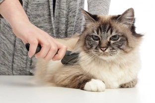 Six good reasons for regularly grooming your cat