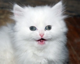 Razze di gatti bianchi: le più famose