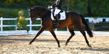 Are you a Dressage Diva?