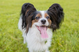 Spotlight on the Papillon: Best in Show at Crufts 2019