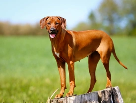 What sort of owner is a good match for a Rhodesian ridgeback?