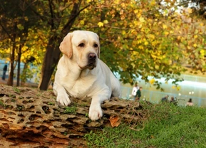 How to manage your Labrador Retriever’s weight and eating habits