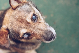 Slepý pes nemusí znamenat konec světa - stačí vědět, jak na něj