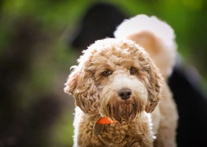 Five common misconceptions people have about hybrid dog types