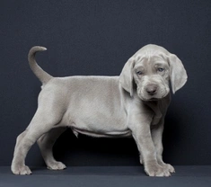 Responsible breeding - Some common-sense guidelines for both breeders and puppy buyers