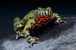 Choosing and caring for a Fire Belly Toad