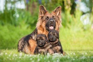 Some advice and things to think about if you wish to breed from your pet dog