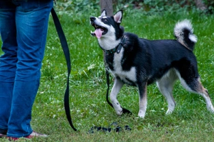 Training the Siberian husky for reliable recall skills